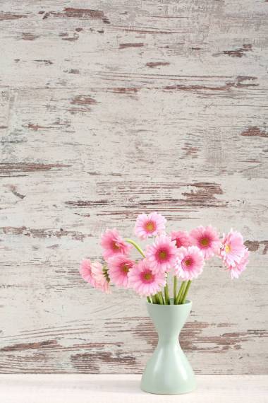 非洲菊有一个大的美丽的花序是一个美妙的装饰任何捆绑或装饰与切花