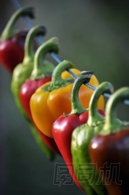 在繩子上的甜椒