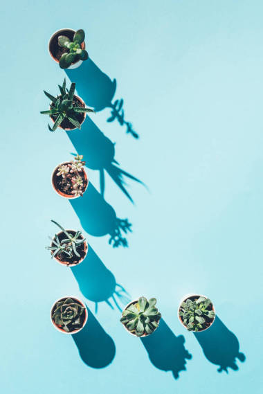 藍(lán)色盆栽植物制作的字母頂部視圖