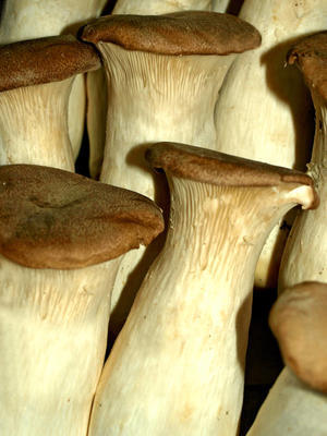 蠔皇菇特寫圖片