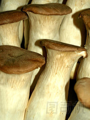 蠔皇菇特寫圖片