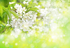 春天开花的树春天的背景