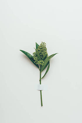 美丽的嫩花蕾, 绿色的叶子在灰色