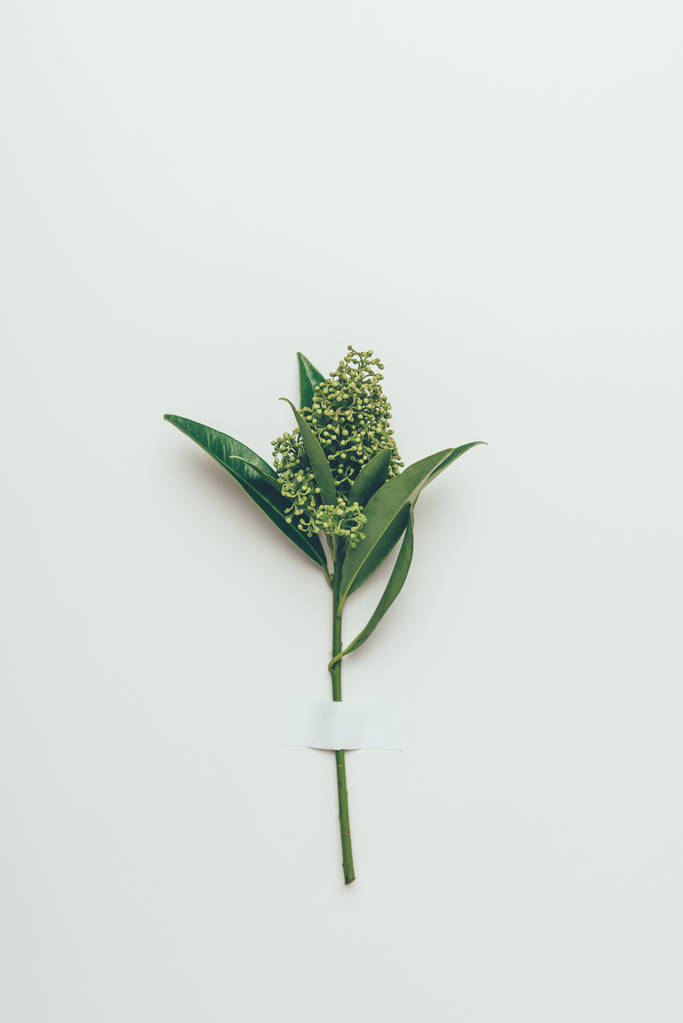美丽的嫩花蕾, 绿色的叶子在灰色