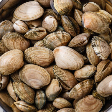 生鮮蛤 vongole 海貝殼背景特寫