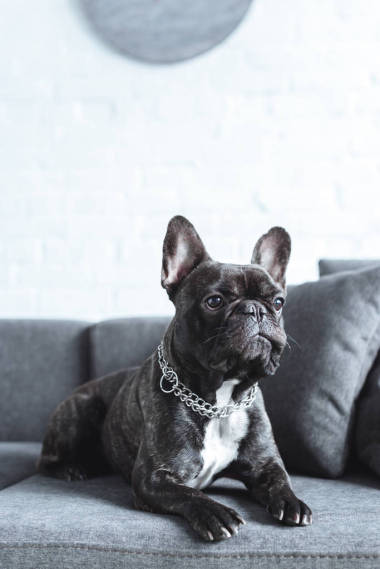 灰色沙發(fā)上的可愛法國斗牛犬特寫視圖 