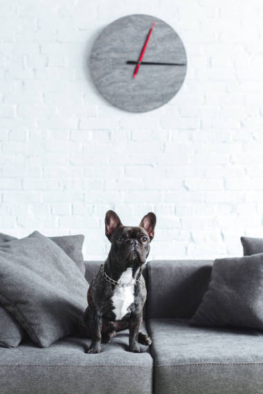 可愛的法國斗牛犬坐在沙發(fā)上舒適的房間