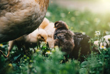 母雞帶小雞圖片