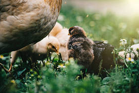 母鸡带小鸡图片