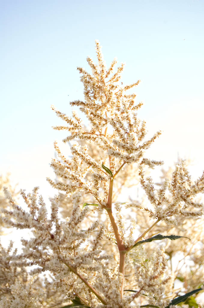 美丽的夏天/春天的特别照片。树枝上长着白色的小花和叶子。蓝色的天空背景。美丽植物的细 美丽的夏天/春天的特别照片。树枝上长着白色的小花和叶子。蓝色的天空背景。美丽植物的细