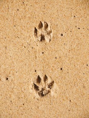 品脱的狗爪子在湿沙的海滩上图片