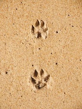 品脱的狗爪子在湿沙的海滩上图片