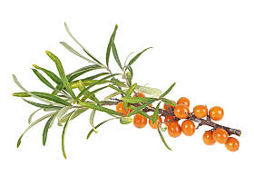 在白色背景上的海沙棘浆果分支