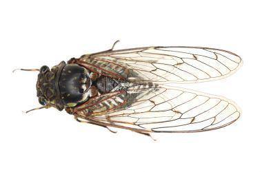 蝉昆虫隔离在白色背景上