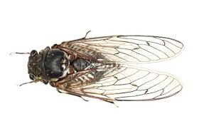 蝉昆虫隔离在白色背景上