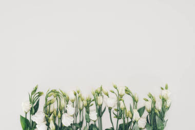 美麗的白色盛開(kāi)的花朵, 綠色的葉子在灰色背景下 