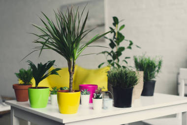 植物图片