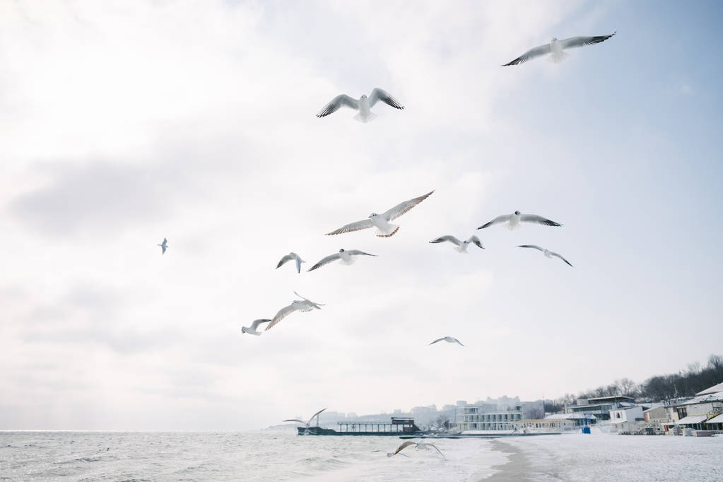 海鸥图片