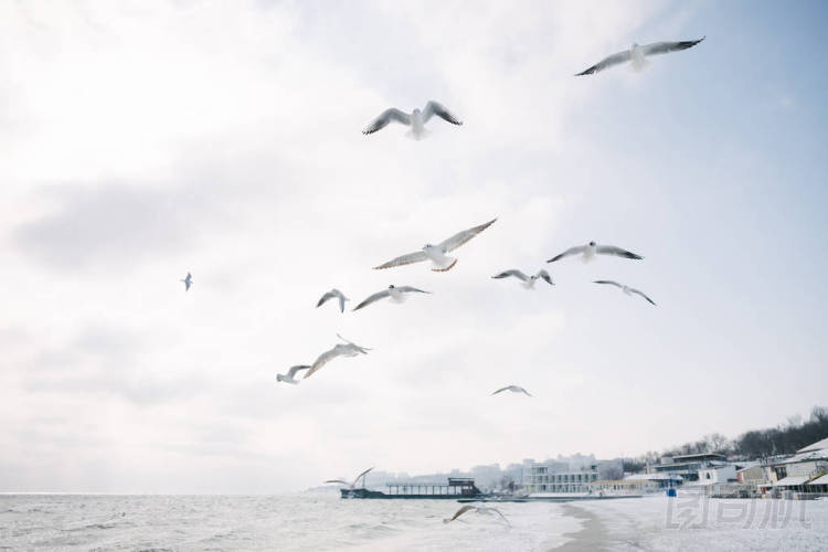 海鷗圖片