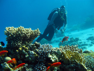 潛水員以上熱帶海珊瑚