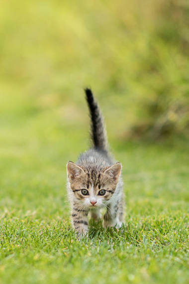 可爱的小猫，在绿草背景的花园里 