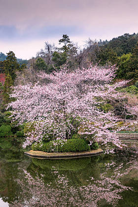 美丽的日本公园开花樱花