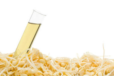 大豆豆发芽生物燃料图片