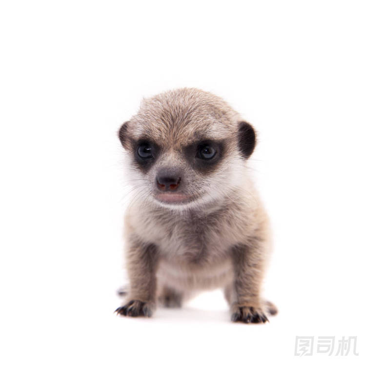 貓鼬或沼貍的幼崽，2 個月大，白色