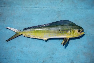 美麗的顏色和全身的普通 dolphinfish 在藍色的木材