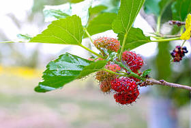 桑在孤立的背景下关闭.图片