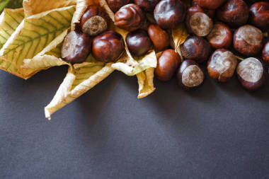 黃色葉子上的栗子圖片