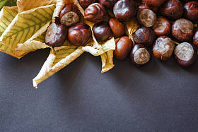 黄色叶子上的栗子图片