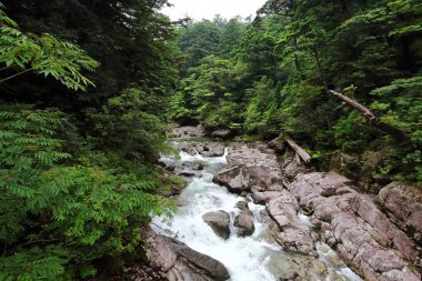 日本屋久島島自然游憩林之一 Yakusugiland 公園河的主要景