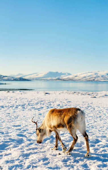 挪威北部的馴鹿在陽光明媚的冬日