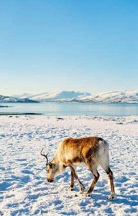 挪威北部的驯鹿在阳光明媚的冬日
