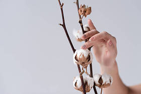 嫩女手与棉花的裁剪视图, 灰色隔离