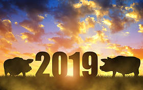 中国新年2019概念。日落时两只猪的剪影