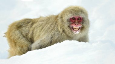 雪猴在雪地上。冬天的季節(jié)。日本獼猴 (科學(xué)名字: 獼猴 fuscata), 也被稱為雪猴