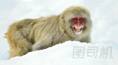 雪猴在雪地上。冬天的季節(jié)。日本獼猴 (科學(xué)名字: 獼猴 fuscata), 也被稱為雪猴