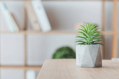 混凝土罐中多汁植物的封闭