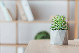 混凝土罐中多汁植物的封闭