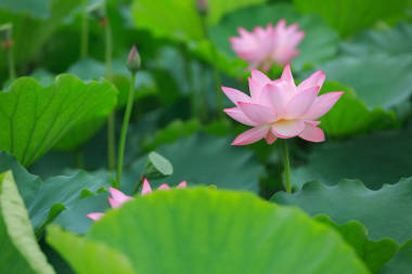 池塘里盛開的粉紅蓮花