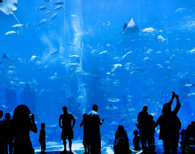 對(duì)一個(gè)大水族館的剪影圖片