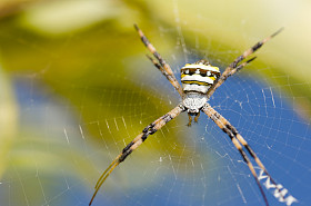 spindel och webb蜘蛛和 web
