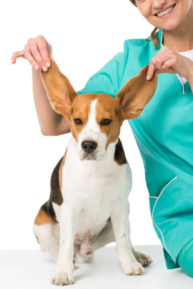 裁剪拍攝的獸醫(yī)持有比格犬大耳朵孤立白色