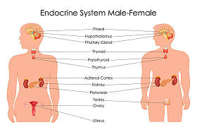 男性和女性内分泌系统生物学教育图