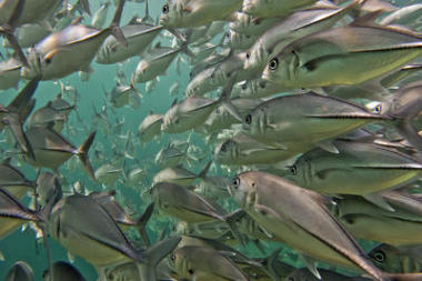 里面一巨型行車(chē)的分析金槍魚(yú)魚(yú)學(xué)校關(guān)門(mén)在深藍(lán)色的大海