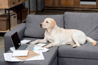 可愛的拉布拉多狗躺在沙發(fā)上的文件和筆記本電腦