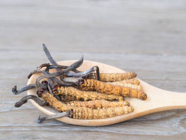 Ophiocordyceps 或蘑菇蟲草這是一根放在木勺上的草藥。在木桌上。國(guó)家有機(jī)醫(yī)學(xué)