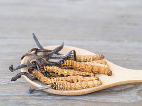 Ophiocordyceps 或蘑菇虫草这是一根放在木勺上的草药。在木桌上。国家有机医学